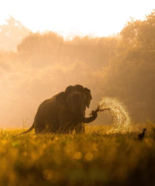 Kumana National Park Leopard Safari PRIVATE Tour - Comfort, timing, and who should skip it