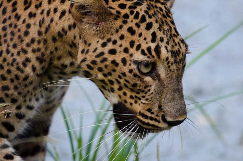Kumana National Park Leopard Safari PRIVATE Tour - Pickup from Arugam Bay, Panama, Pottuvil, or Okanda