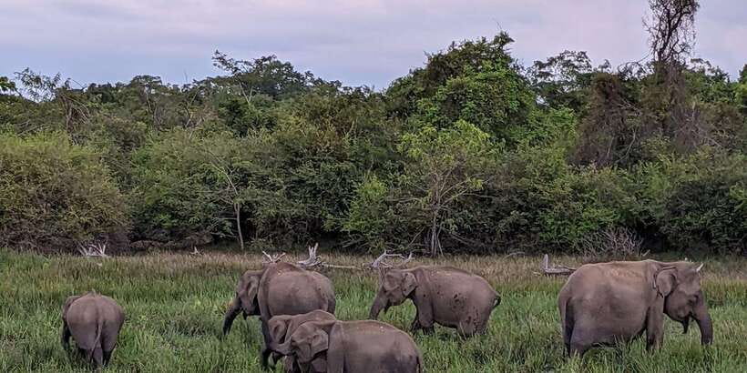Kumana National Park : Morning or Afternoon Safari (6 h) - Key points to know before you book