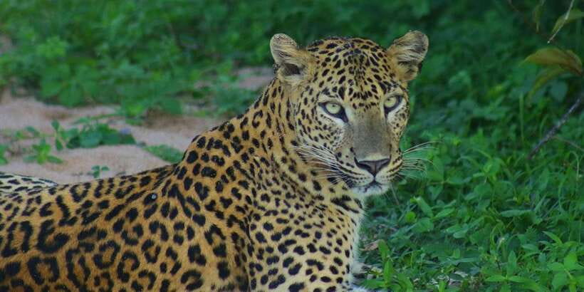 Kumana National Park : Morning or Afternoon Safari (6 h) - What the $78 price includes