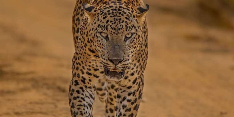 Kumana National Park : Morning or Afternoon Safari (6 h) - Starting from Arugam Bay, Pottuvil, or Panama