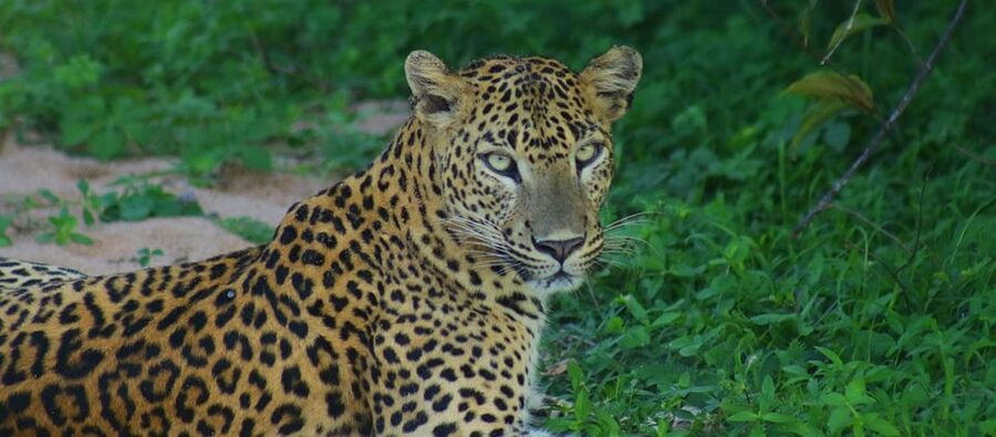 Kumana National Park : Morning or Afternoon Safari Tour - What the safari jeep is really like