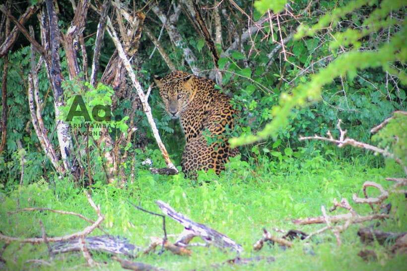 Kumana National Park : Private Half-Day Jeep Safari - Four hours inside Kumana National Park