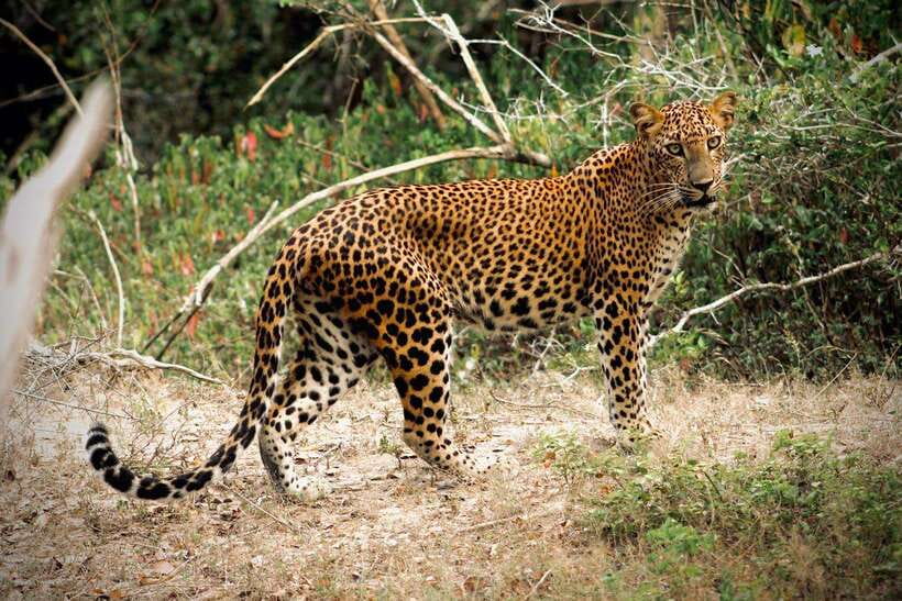 Kumana National Park : Private Half-Day Jeep Safari - Choosing the 5:00 AM or 1:00 PM departure