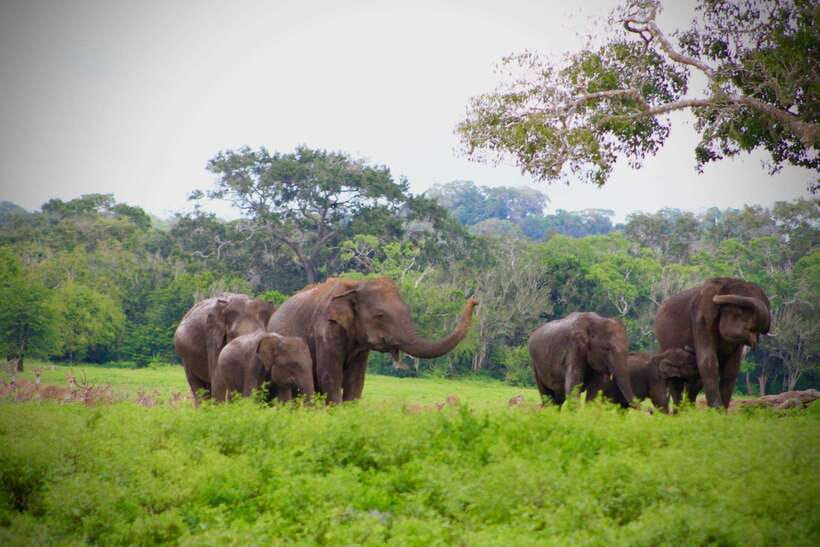 Kumana National Park : Private Half-Day Jeep Safari - Why the birdlife changes the value of the safari