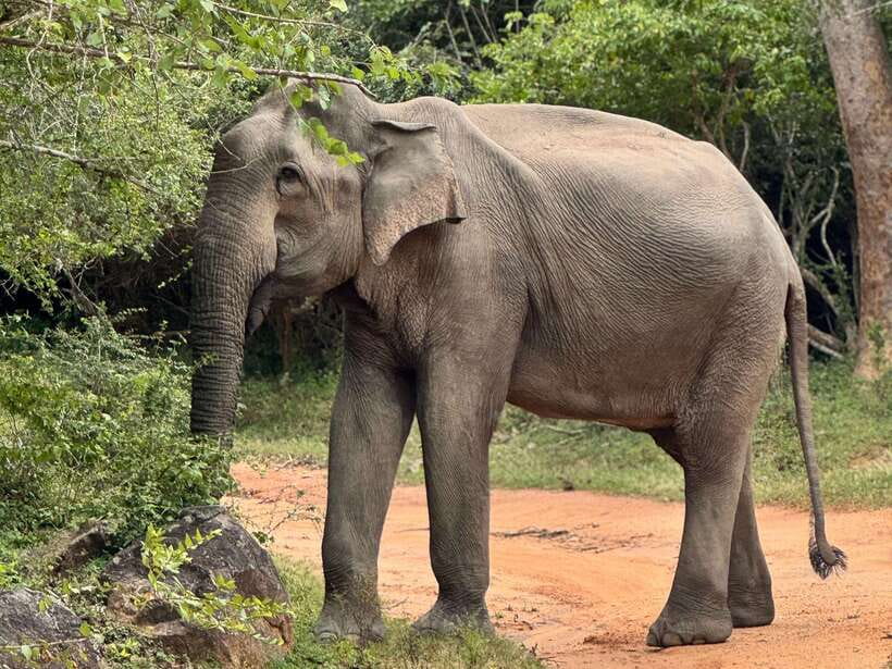 Kumana National Park : Private Half-Day Jeep Safari - Comfort, safety, and the rough-road reality