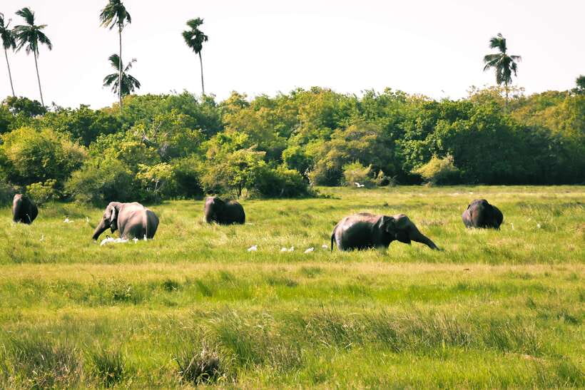 Kumana National Park : Private Half-Day Jeep Safari - The drive from Arugam Bay to the park