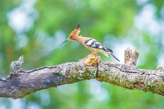 Kumana National Park Safari | from Arugam Bay - Why Kumana works so well from Arugam Bay