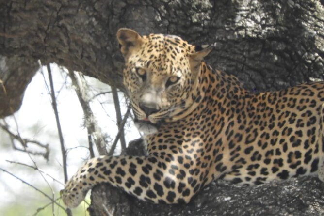 Kumana National Park Safari | from Arugam Bay - Other wildlife, including a possible leopard