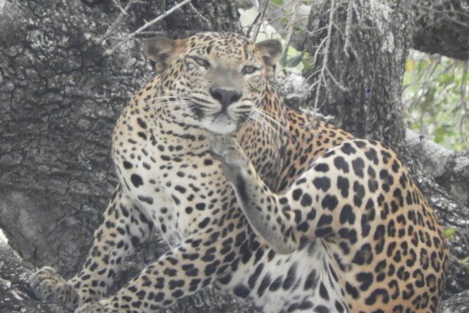 Kumana National Park Safari | from Arugam Bay - Pickup from Arugam Bay and the practical details