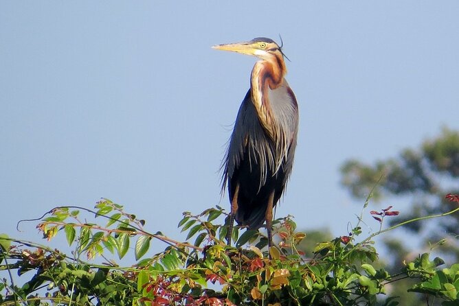 Kumana National Park Safari | from Arugam Bay - Who will get the most from this safari