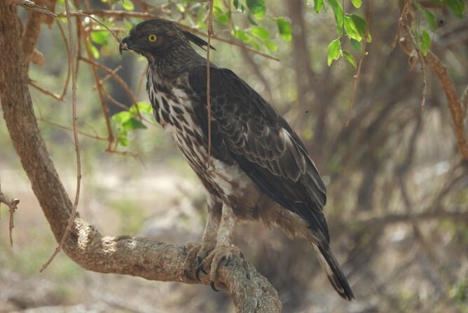 Kumana National Park Safari | from Arugam Bay - Is $83.75 per person good value?