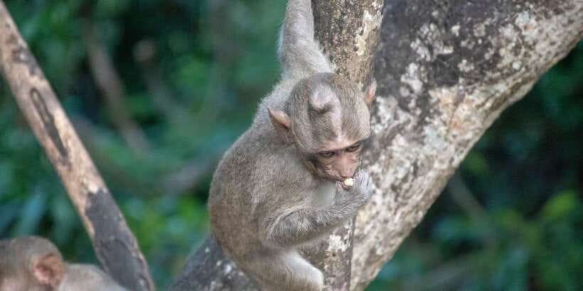 Lagoon Tour to Monkey Island in Negombo - Key Points Before You Book