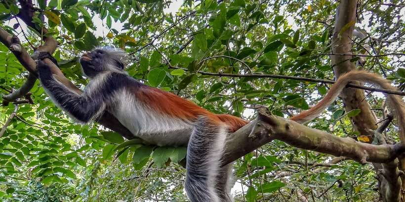 Lagoon Tour to Monkey Island in Negombo - Why Negombo Makes a Good Starting Point