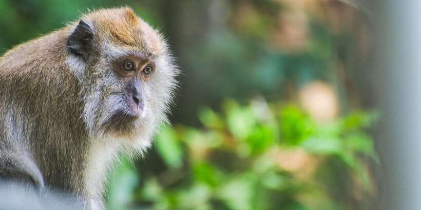 Lagoon Tour to Monkey Island in Negombo - Reaching Monkey Island