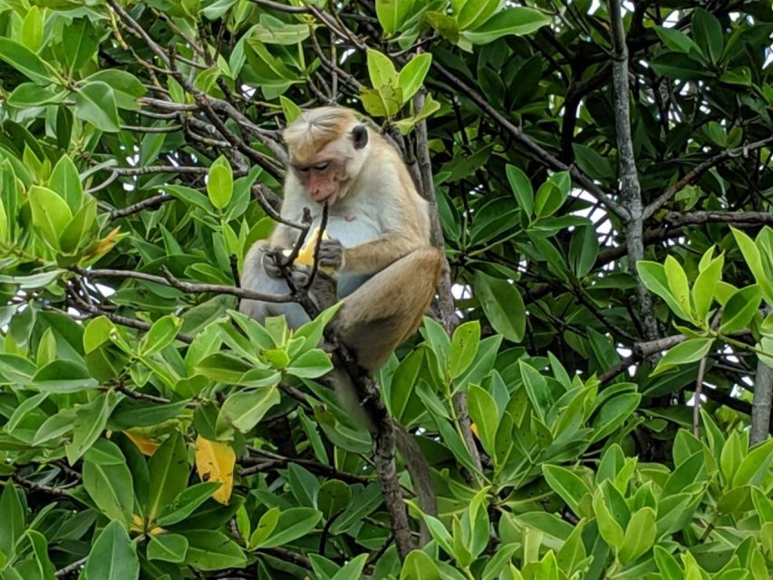 Lagoon Tour to Monkey Island in Negombo - The Coconut and Shallow-Water Stop