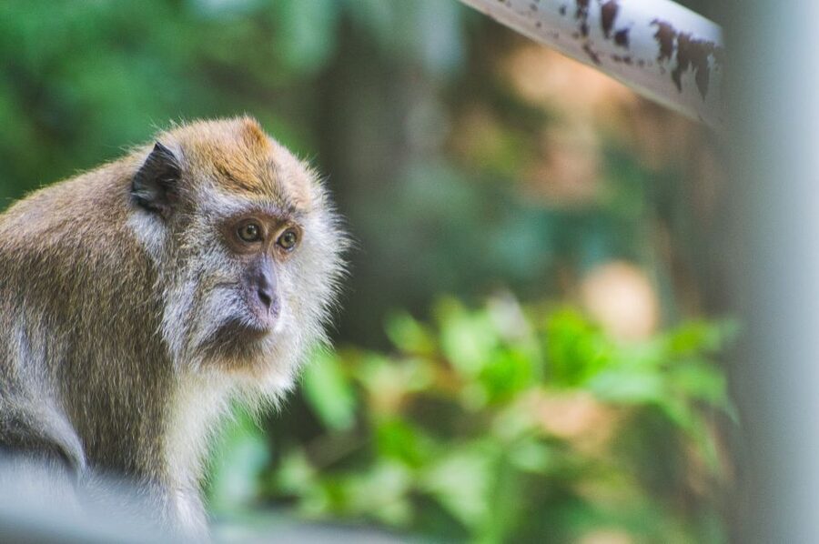 Lagoon Tour to Monkey Island in Negombo - Families, Friends, and Comfort on the Water