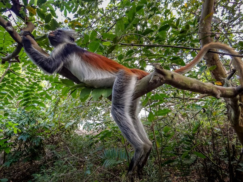 Lagoon Tour to Monkey Island in Negombo - Is $72 Per Person Good Value?