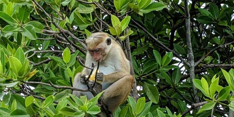 Lagoon Tour to Monkey Island in Negombo - Crossing Negombo Lagoon by Boat