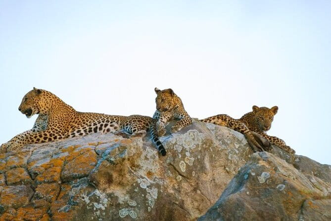 Leopard Half Day Yala National Park Eleven Safari - Key points to know before booking