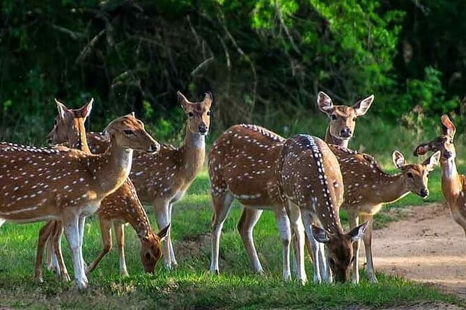Leopard Half Day Yala National Park Eleven Safari - Why this four-hour Yala safari works