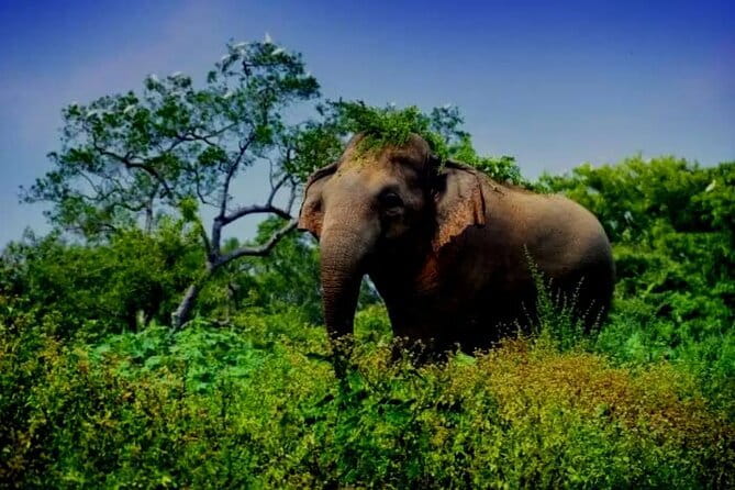 Leopard Half Day Yala National Park Eleven Safari - Rough roads, rain, and the feel of the ride