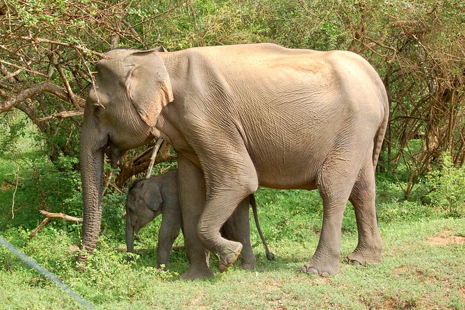Leopard Safari in Yala National Park(Full Day/Half A Day) - Why Yala’s first two hours matter
