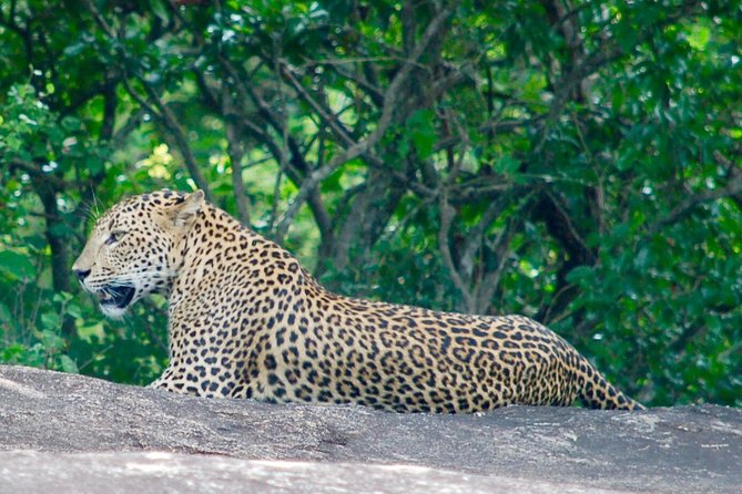 Leopard Safari in Yala National Park(Full Day/Half A Day) - Inside the private 4WD