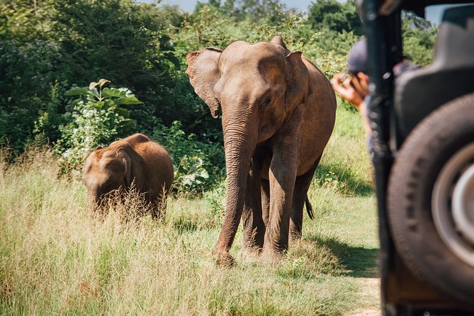 Leopard Safari Tour in Yala National Park - Breakfast, lunch, and the full-day question
