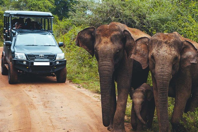 Leopard Safari Tour in Yala National Park - The golden hours and the leopard chase