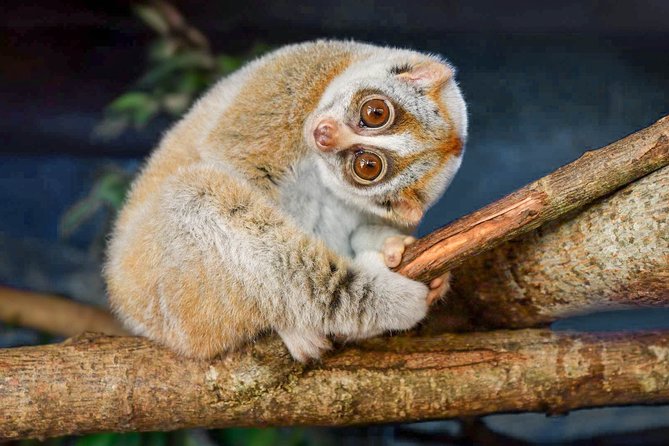 Loris Watching from Sigiriya - Key points to know before you book