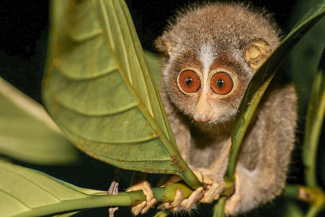 Loris Watching from Sigiriya - Why the slender loris is worth a night walk
