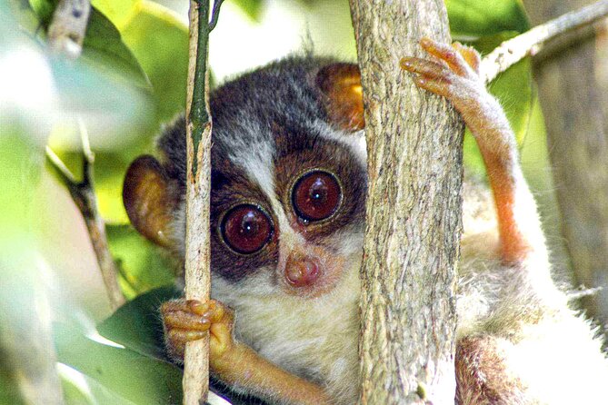 Loris Watching from Sigiriya - Why private touring changes the experience