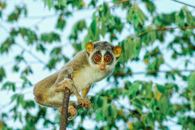 Loris Watching from Sigiriya - Transport, timing, and what to clarify