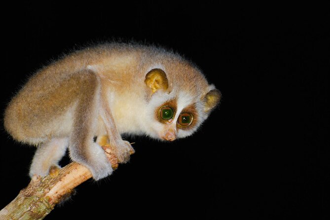 Loris Watching from Sigiriya - Entering Sam Popham’s seven-acre tree garden