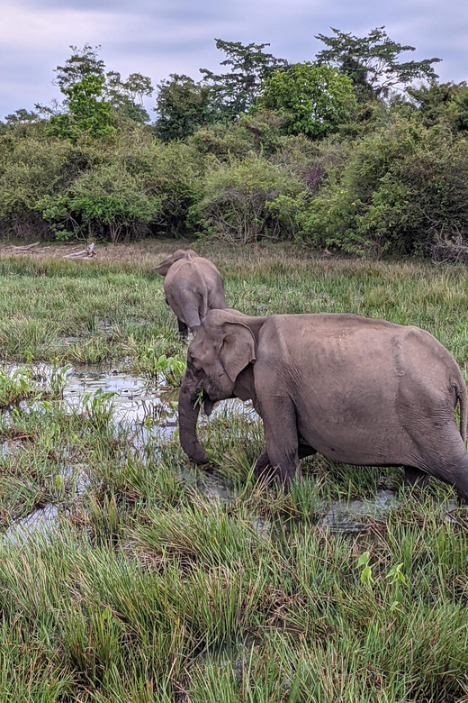 Lunugamvehera National Park Safari ( Yala Block V / VI ) - Timing, comfort, and practical details