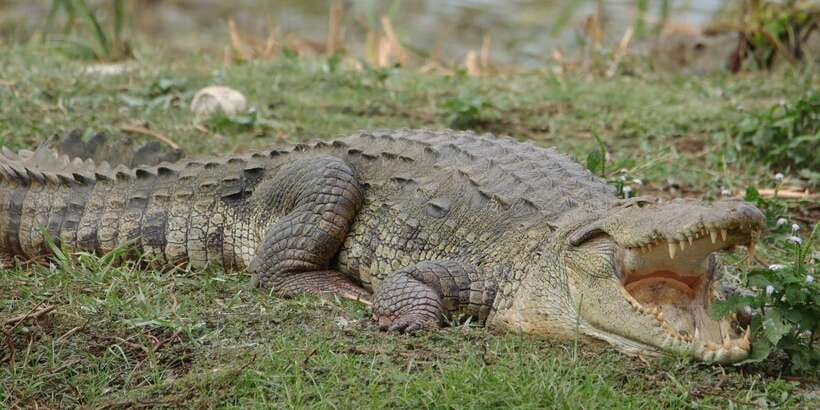 Lunugamvehera National Park Safari ( Yala Block V / VI ) - What the four-hour safari is like