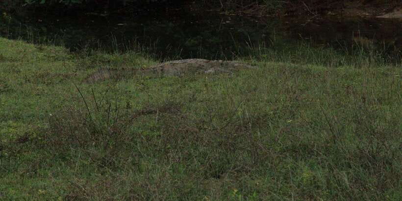 Lunugamvehera National Park Safari ( Yala Block V / VI ) - Birdwatching adds real value