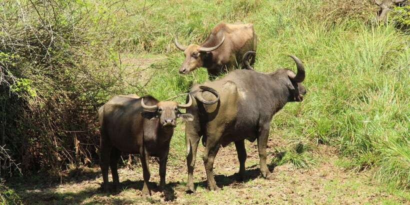 Lunugamvehera National Park Safari ( Yala Block V / VI ) - A guide can make the difference