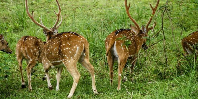 Lunugamvehera National Park Safari ( Yala Block V / VI ) - What the $33 price really covers