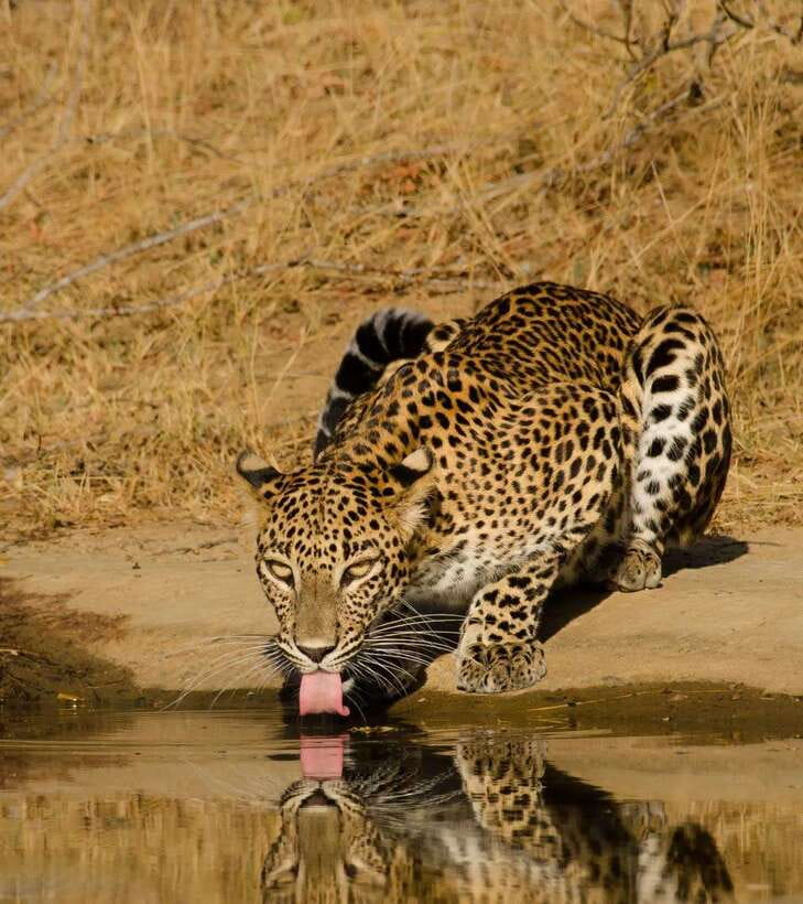 Lunugamvehera National Park ( Yala Block 5 / 6 ) Wild Safari - Key points at a glance