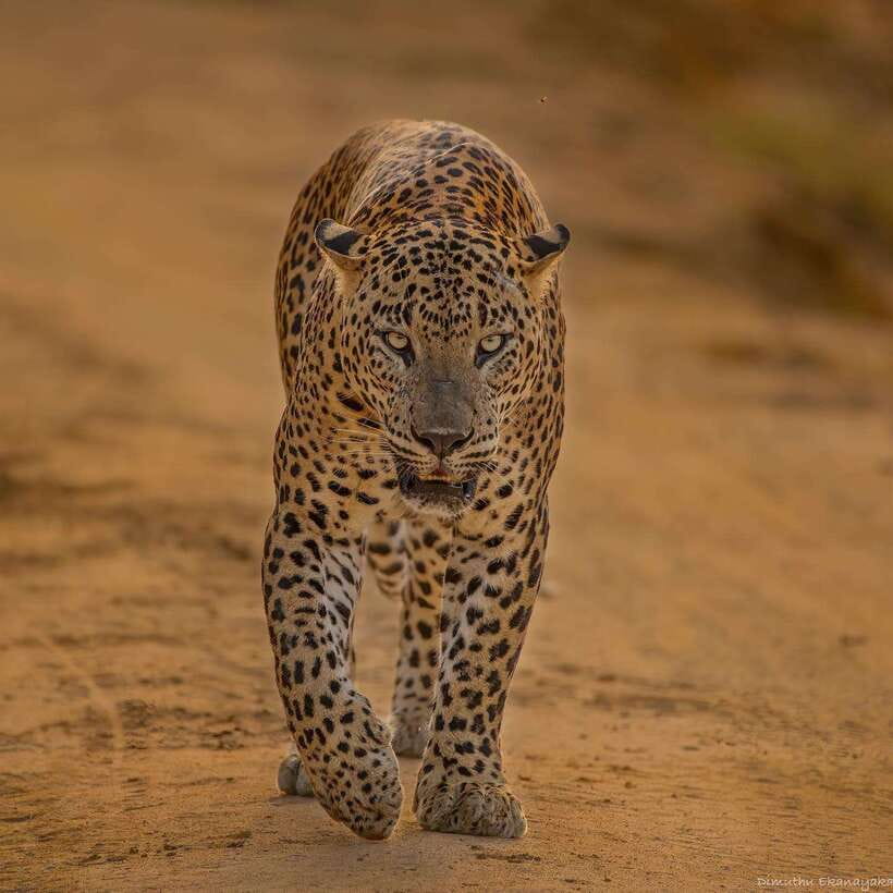 Lunugamvehera National Park ( Yala Block 5 / 6 ) Wild Safari - Who will enjoy this safari most