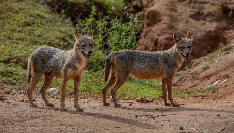 Lunugamvehera National Park ( Yala Block 5 / 6 ) Wild Safari - A peaceful setting with a touch of history