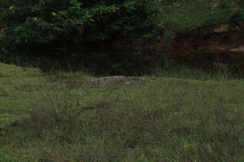 Lunugamvehera National Park ( Yala Block 5 / 6 ) Wild Safari - Morning or afternoon: choosing your pace