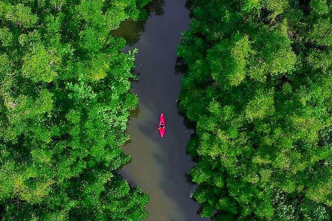 Madu River Sunrise Mangrove Kayaking from Bentota - The mangrove route from launch to 9:30 AM