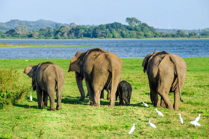 Maduru Oya National Park Private Safari with Naturalist - Key points at a glance
