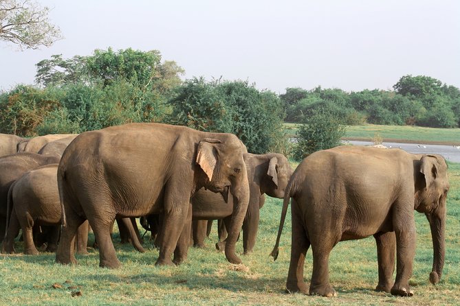 Maduru Oya National Park Private Safari with Naturalist - The elephant habitat is the main event
