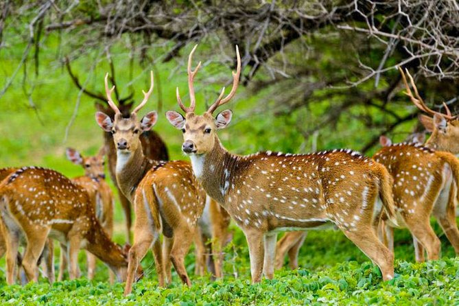 Maduru Oya National Park Private Safari with Naturalist - Price, added costs, and overall value