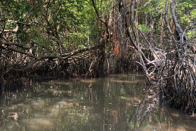Mangrove Adventure - A quiet hour on the Bentota River