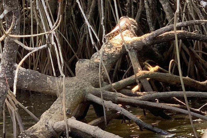 Mangrove Adventure - What the private boat changes